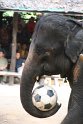 Day 9 - Chiang Mai - Elephant Camp 163